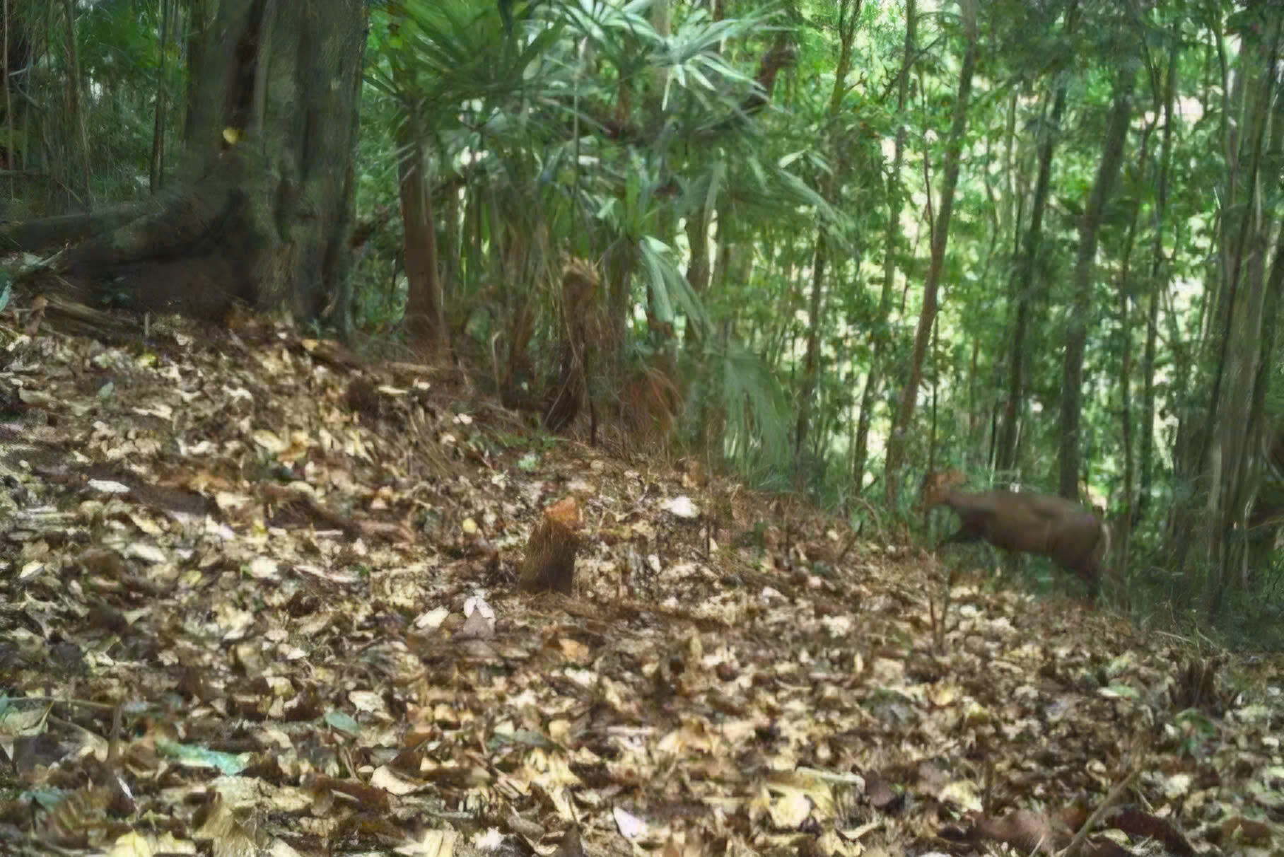 Những loài động vật quý hiếm vừa ghi nhận qua bẫy ảnh ở Bạch Mã- Ảnh 4.