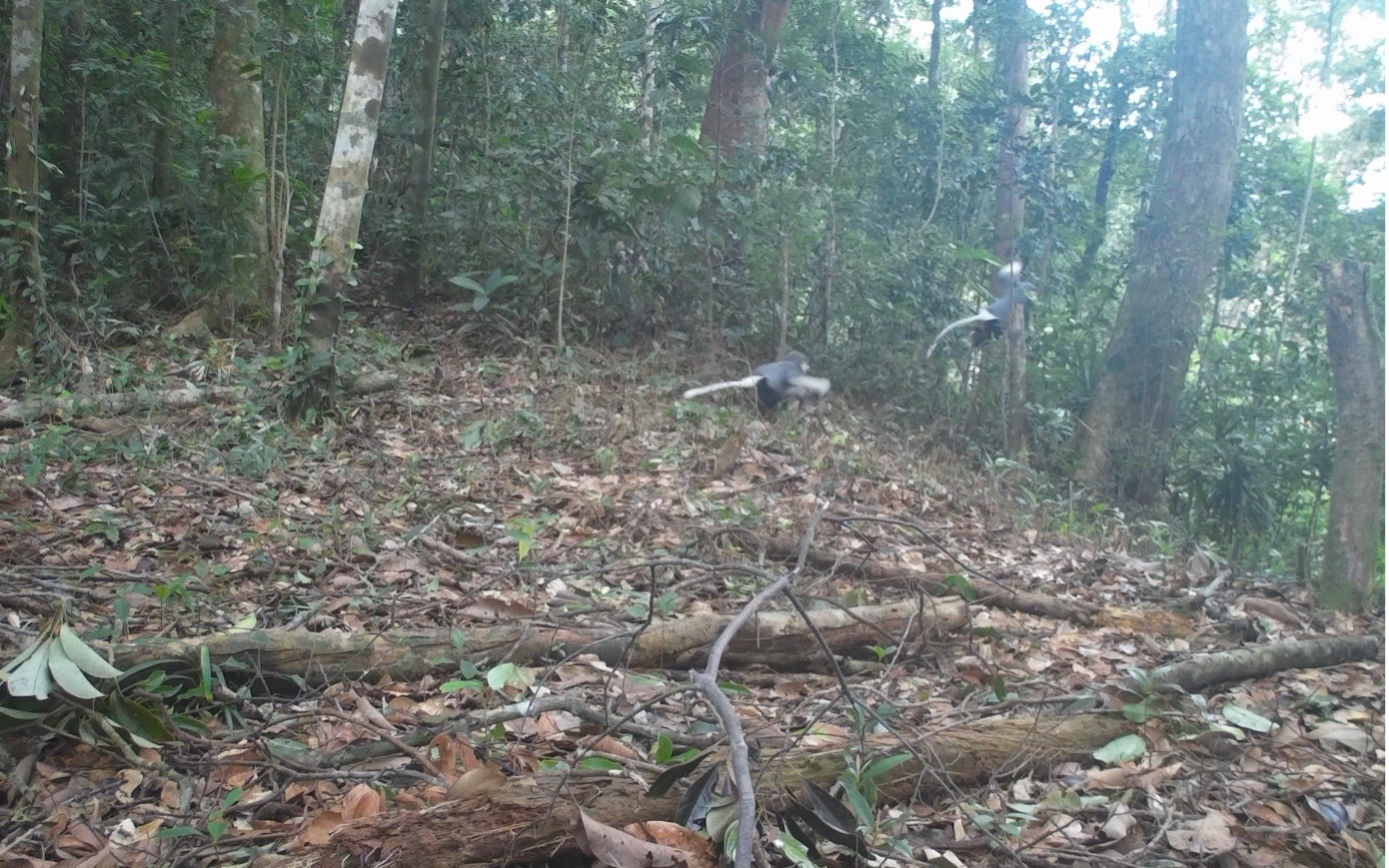 Bắt được hai cá thể khỉ quý hiếm đi lạc, người đàn ông vội giao nộp cho công an- Ảnh 2.