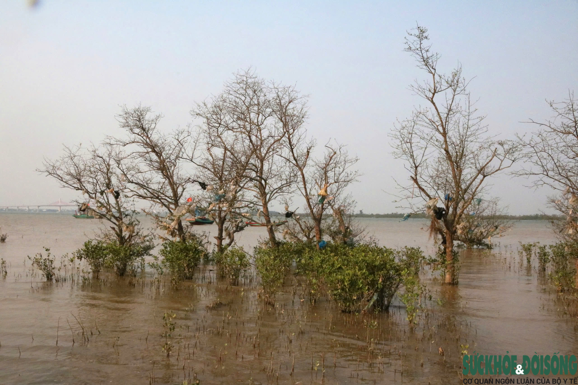 Rừng bần nguyên sinh ven sông Lam 'nghẹt thở' trong rác thải- Ảnh 1.
