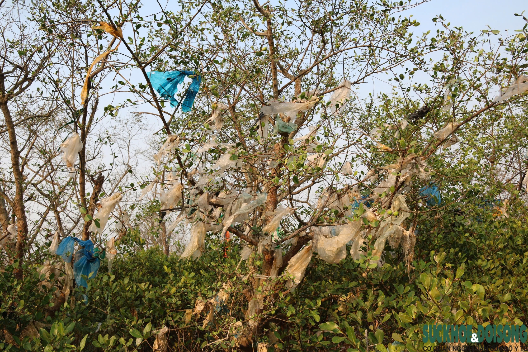 Rừng bần nguyên sinh ven sông Lam 'nghẹt thở' trong rác thải- Ảnh 5.