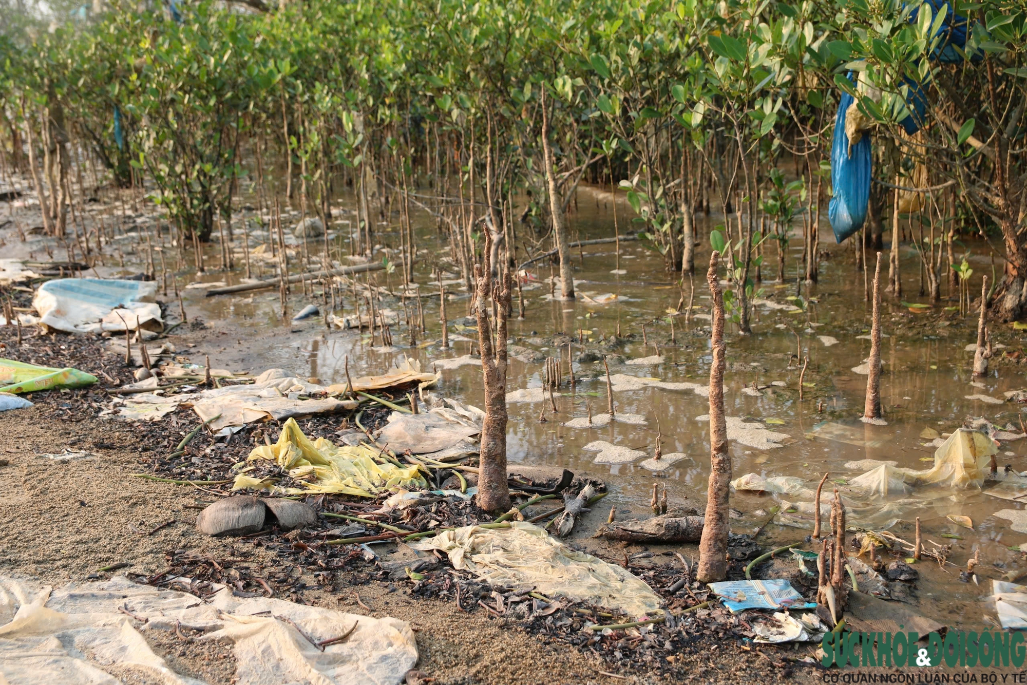 Rừng bần nguyên sinh ven sông Lam 'nghẹt thở' trong rác thải- Ảnh 9.