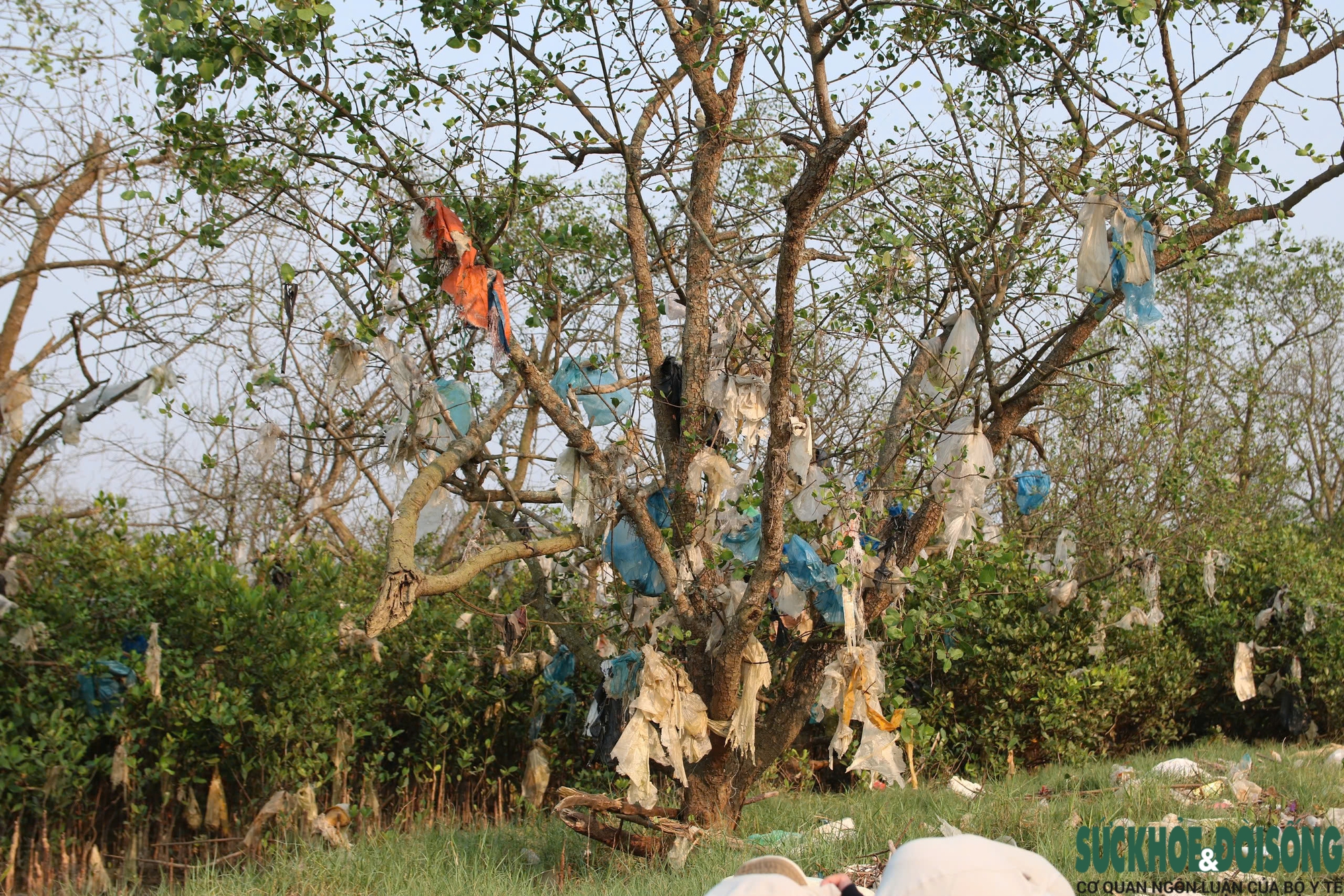 Rừng bần nguyên sinh ven sông Lam 'nghẹt thở' trong rác thải- Ảnh 10.