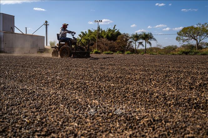 Căng thẳng Trung Đông đẩy giá gạo xuất khẩu châu Á đi lên- Ảnh 3.