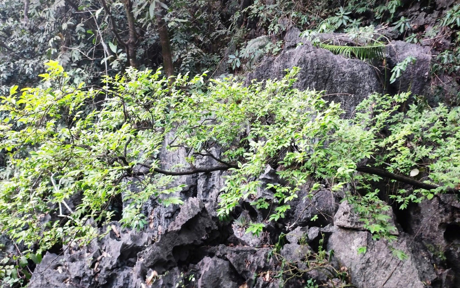 Chiêm ngưỡng voọc mông trắng leo trèo trên cây muội hồng bị săn lùng trong rừng tự nhiên- Ảnh 6. Vì sao cây muội hồng bị cấm khai thác?