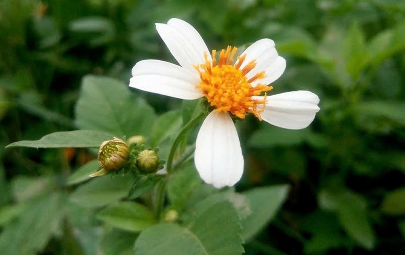 Tác dụng bất ngờ của loài hoa mọc dại ven đường- Ảnh 1. Tác dụng bất ngờ của loài hoa mọc dại ven đường- Ảnh 1.