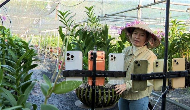 Trồng lan cảnh nghệ thuật cho lợi nhuận 2 tỷ đồng/năm- Ảnh 1. Trồng lan cảnh nghệ thuật cho lợi nhuận 2 tỷ đồng/năm- Ảnh 1.