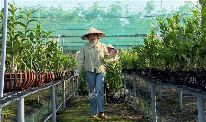 Trồng lan cảnh nghệ thuật cho lợi nhuận 2 tỷ đồng/năm- Ảnh 2. Trồng lan cảnh nghệ thuật cho lợi nhuận 2 tỷ đồng/năm- Ảnh 2.