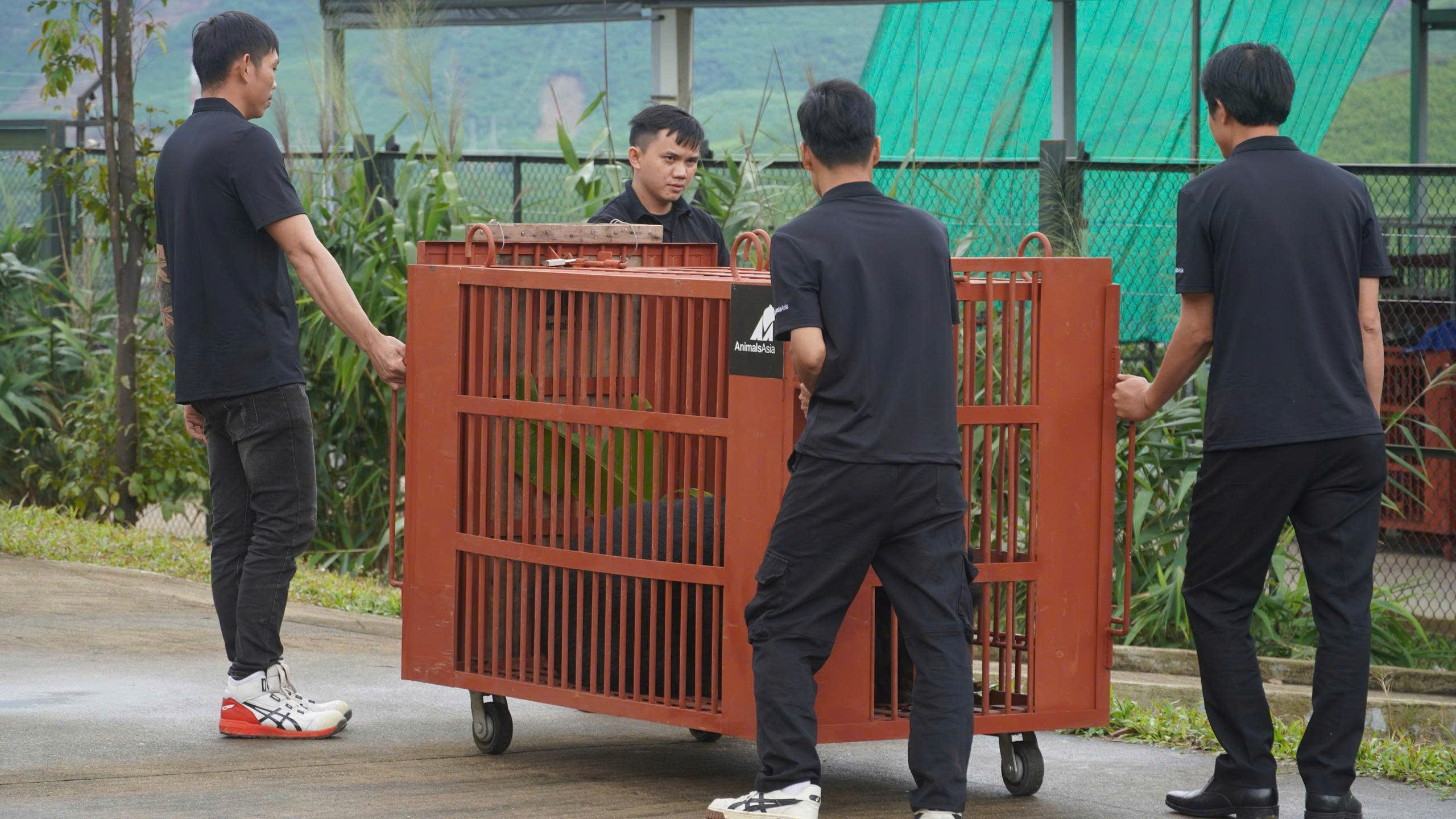 Cận cảnh cứu hộ 4 cá thể gấu quý hiếm về Vườn quốc gia Bạch Mã- Ảnh 12. Cận cảnh cứu hộ 4 cá thể gấu quý hiếm về Vườn quốc gia Bạch Mã- Ảnh 12.