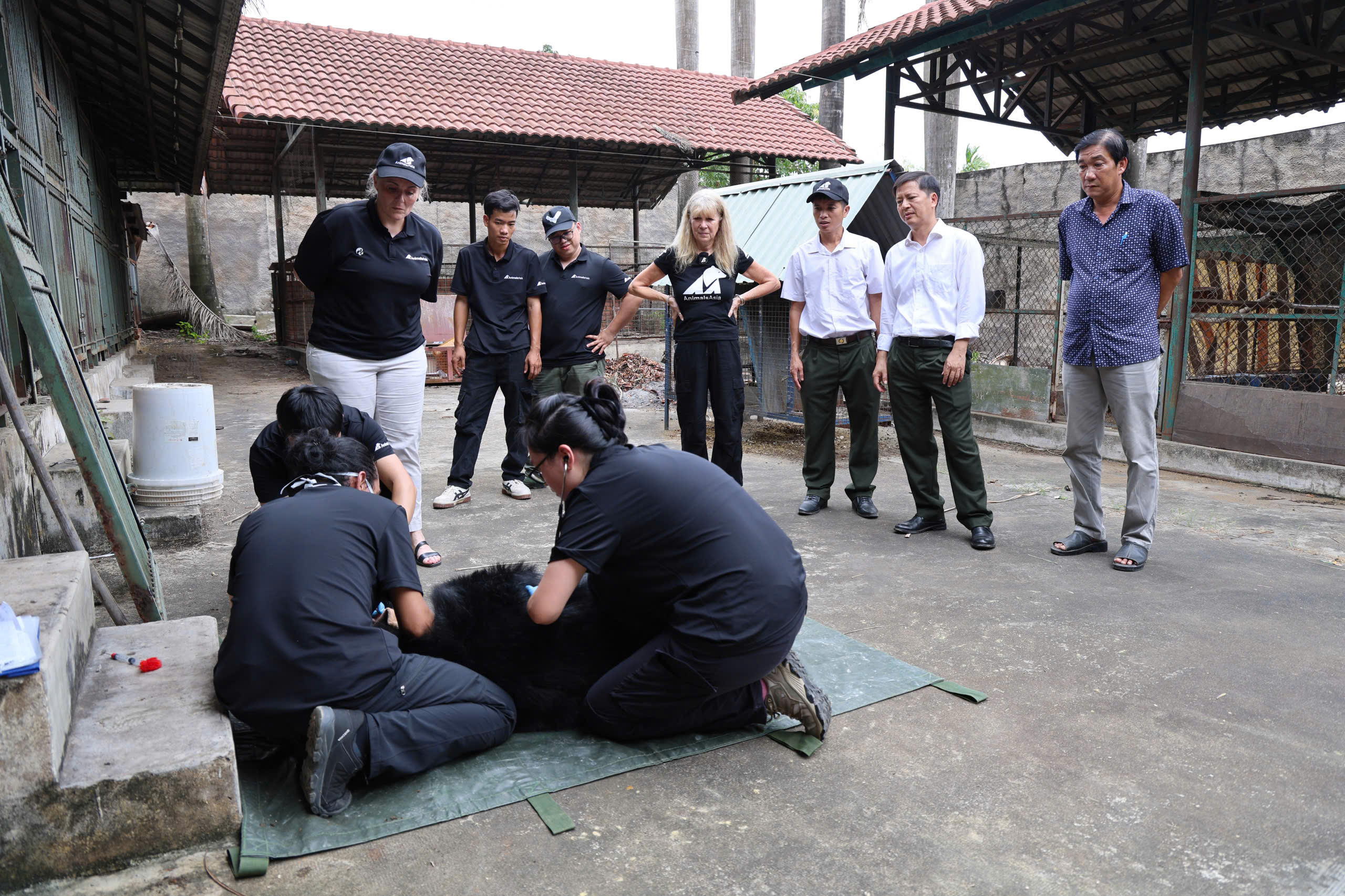 Cận cảnh cứu hộ 4 cá thể gấu quý hiếm về Vườn quốc gia Bạch Mã- Ảnh 8. Cận cảnh cứu hộ 4 cá thể gấu quý hiếm về Vườn quốc gia Bạch Mã- Ảnh 8.