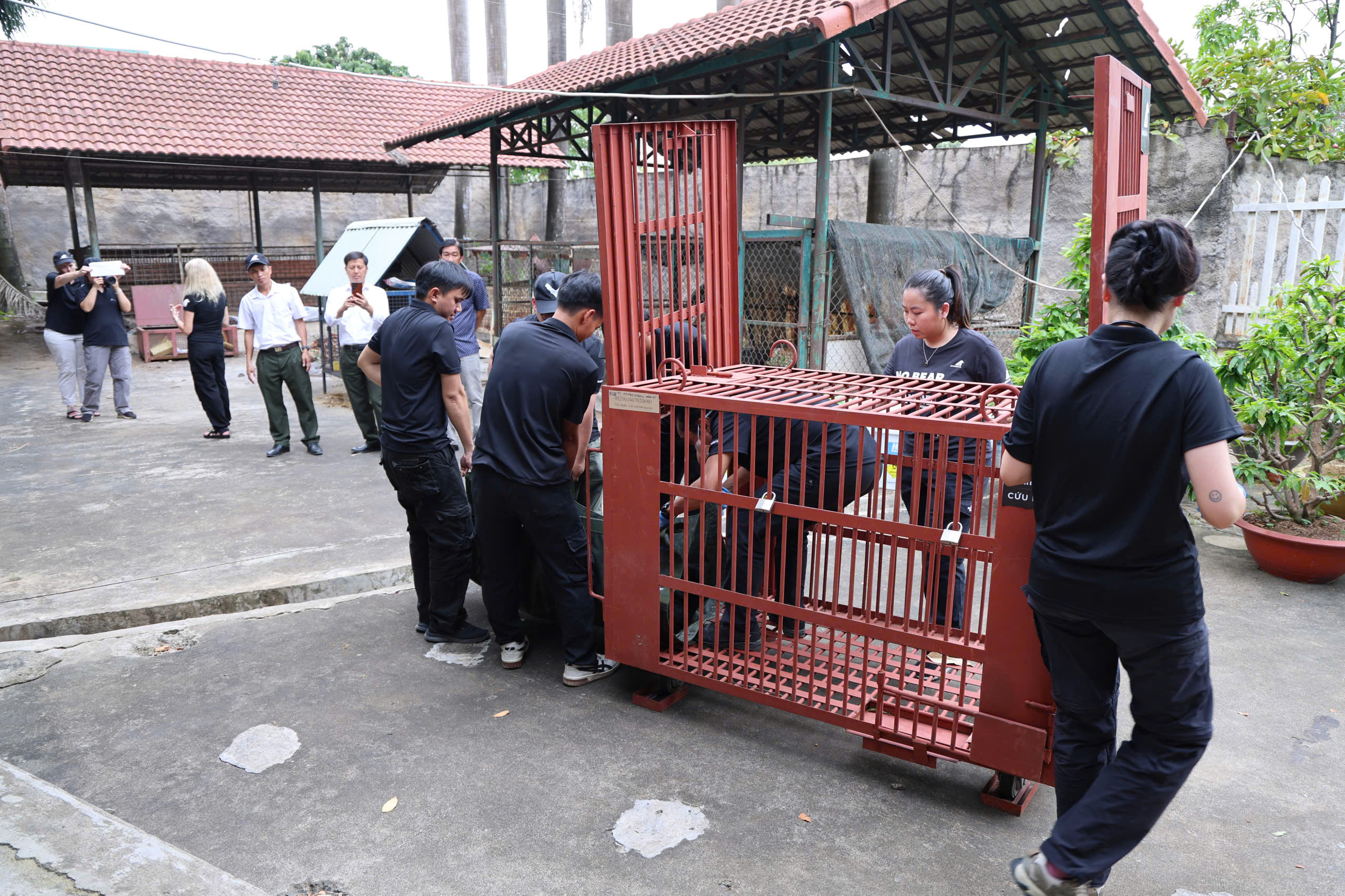 Cận cảnh cứu hộ 4 cá thể gấu quý hiếm về Vườn quốc gia Bạch Mã- Ảnh 9. Cận cảnh cứu hộ 4 cá thể gấu quý hiếm về Vườn quốc gia Bạch Mã- Ảnh 9.