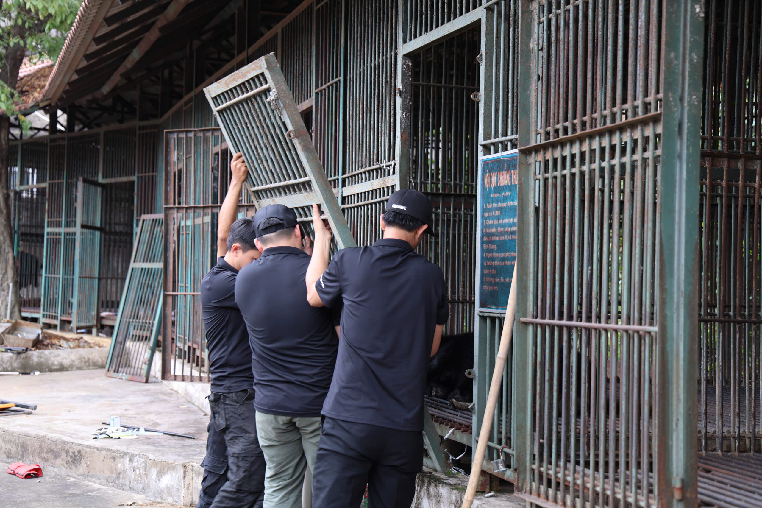 Cận cảnh cứu hộ 4 cá thể gấu quý hiếm về Vườn quốc gia Bạch Mã- Ảnh 4. Cận cảnh cứu hộ 4 cá thể gấu quý hiếm về Vườn quốc gia Bạch Mã- Ảnh 4.