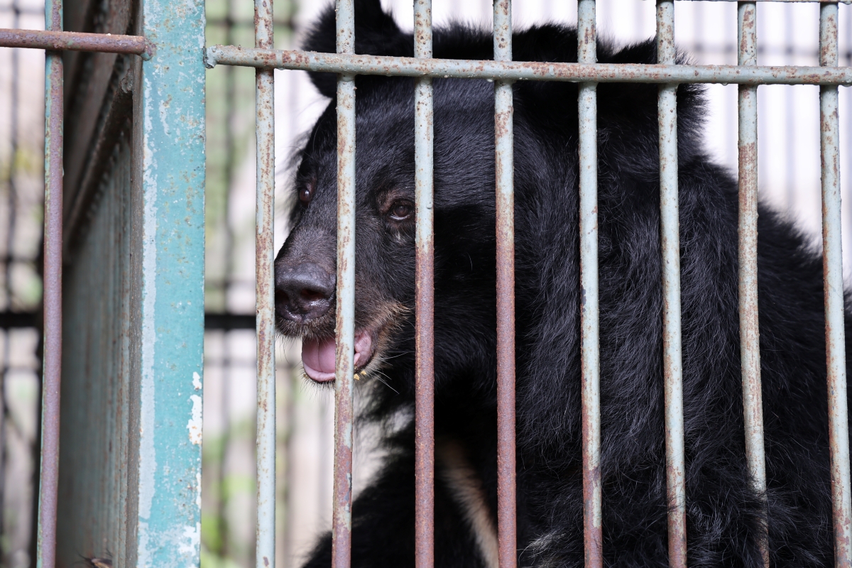 Cận cảnh cứu hộ 4 cá thể gấu quý hiếm về Vườn quốc gia Bạch Mã- Ảnh 5. Cận cảnh cứu hộ 4 cá thể gấu quý hiếm về Vườn quốc gia Bạch Mã- Ảnh 5.