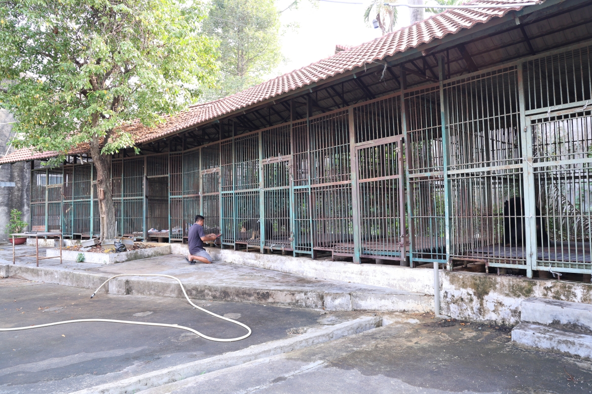 Cận cảnh cứu hộ 4 cá thể gấu quý hiếm về Vườn quốc gia Bạch Mã- Ảnh 1. Cận cảnh cứu hộ 4 cá thể gấu quý hiếm về Vườn quốc gia Bạch Mã- Ảnh 1.