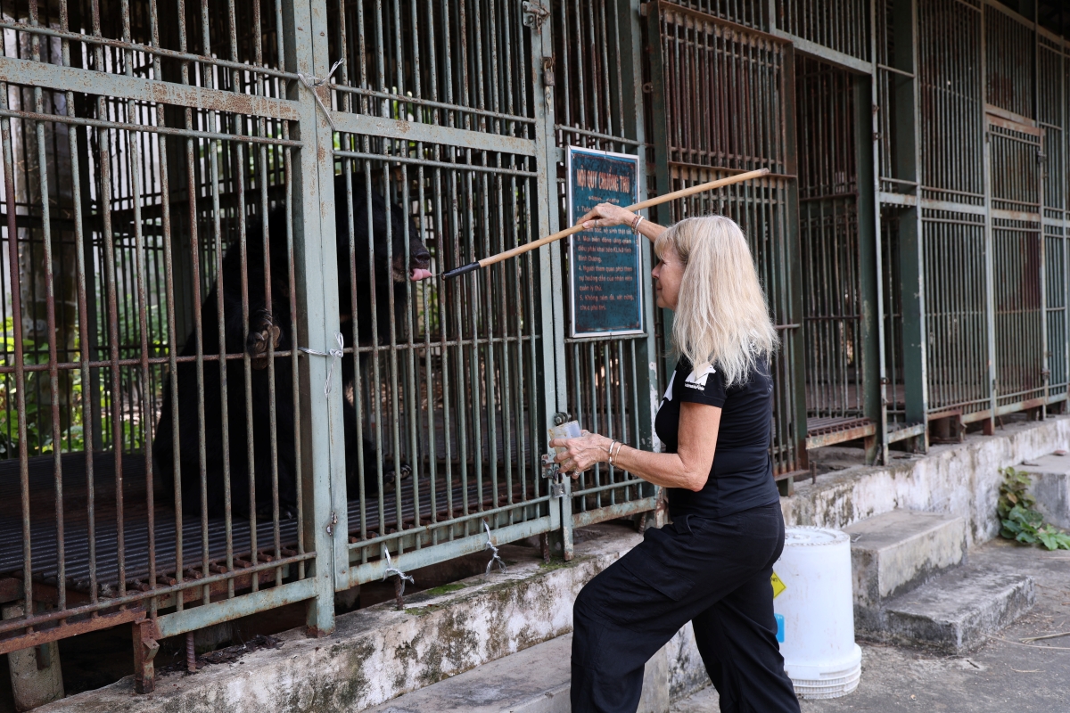 Cận cảnh cứu hộ 4 cá thể gấu quý hiếm về Vườn quốc gia Bạch Mã- Ảnh 6. Cận cảnh cứu hộ 4 cá thể gấu quý hiếm về Vườn quốc gia Bạch Mã- Ảnh 6.