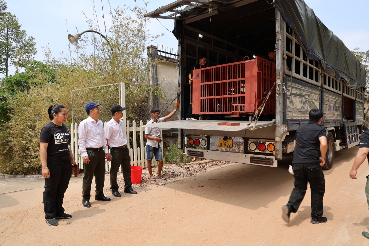Cận cảnh cứu hộ 4 cá thể gấu quý hiếm về Vườn quốc gia Bạch Mã- Ảnh 11. Cận cảnh cứu hộ 4 cá thể gấu quý hiếm về Vườn quốc gia Bạch Mã- Ảnh 11.