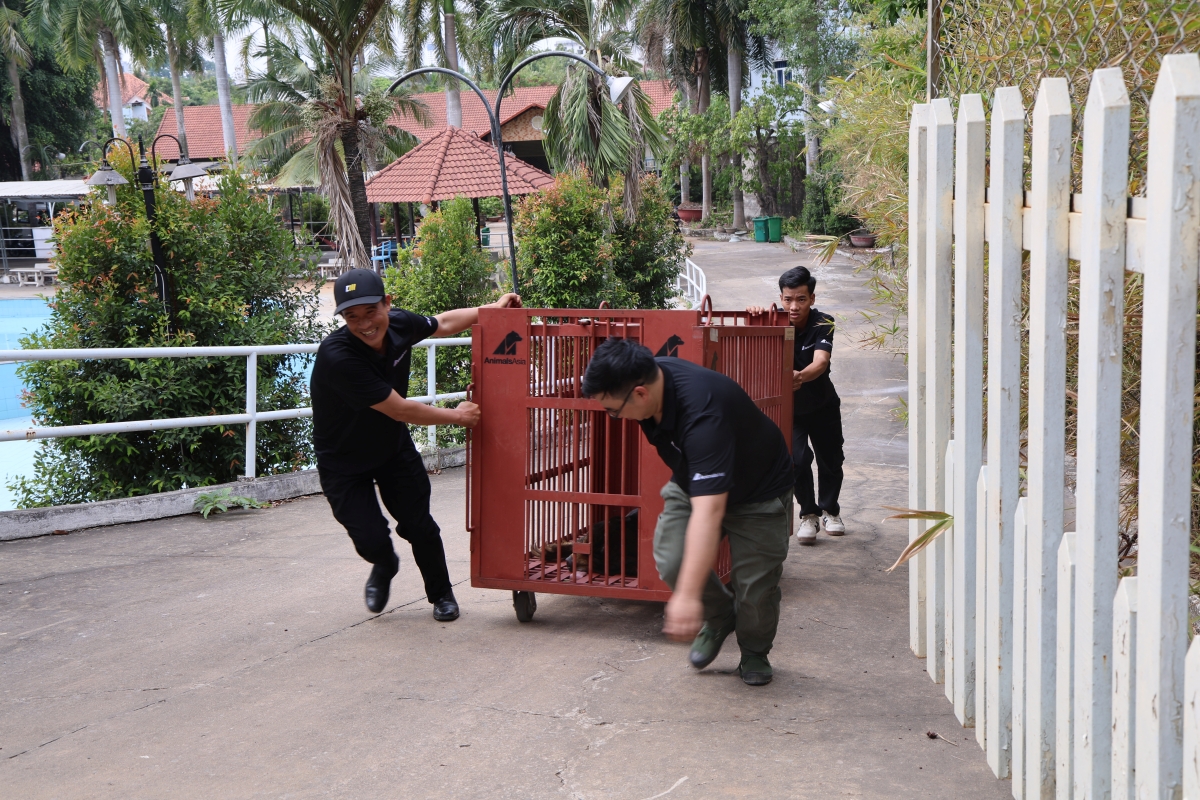 Cận cảnh cứu hộ 4 cá thể gấu quý hiếm về Vườn quốc gia Bạch Mã- Ảnh 10. Cận cảnh cứu hộ 4 cá thể gấu quý hiếm về Vườn quốc gia Bạch Mã- Ảnh 10.