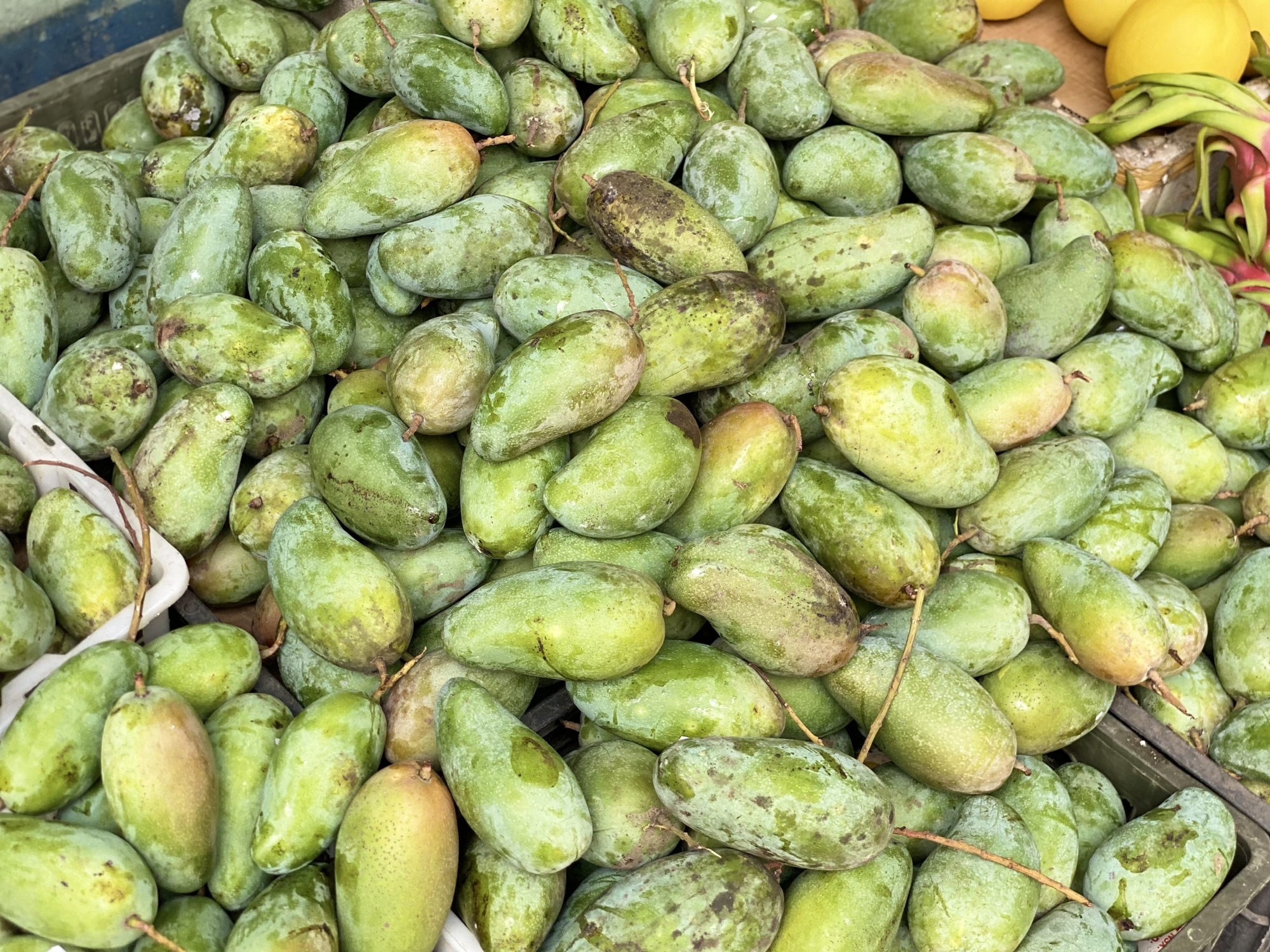Tiểu thương bật mí cách chọn loại xoài đang ‘làm mưa làm gió’ thị trường Việt, vừa giòn vừa ngọt, quả nào cũng dày thịt, hạt mỏng dính- Ảnh 3.