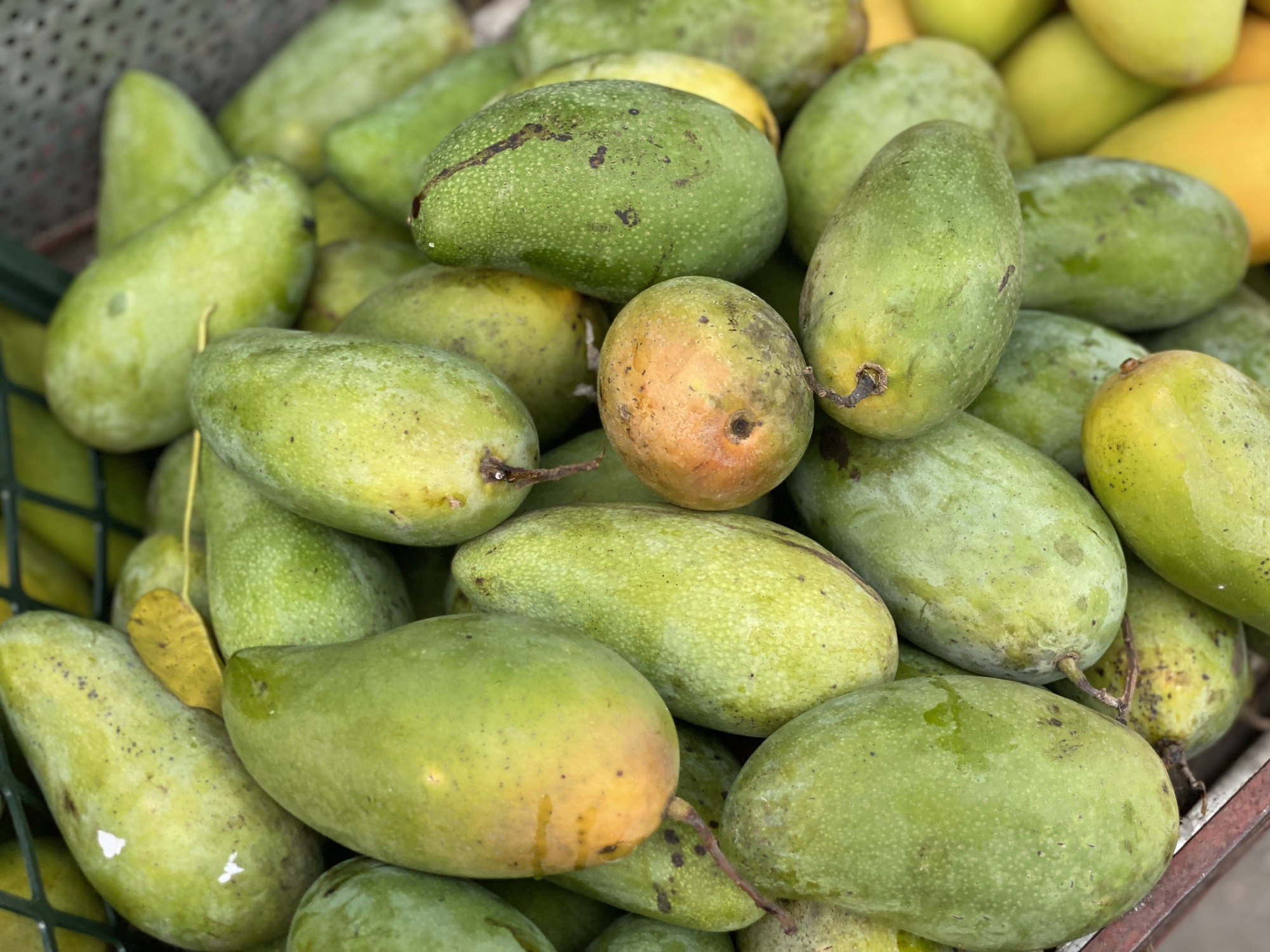 Tiểu thương bật mí cách chọn loại xoài đang ‘làm mưa làm gió’ thị trường Việt, vừa giòn vừa ngọt, quả nào cũng dày thịt, hạt mỏng dính- Ảnh 5.