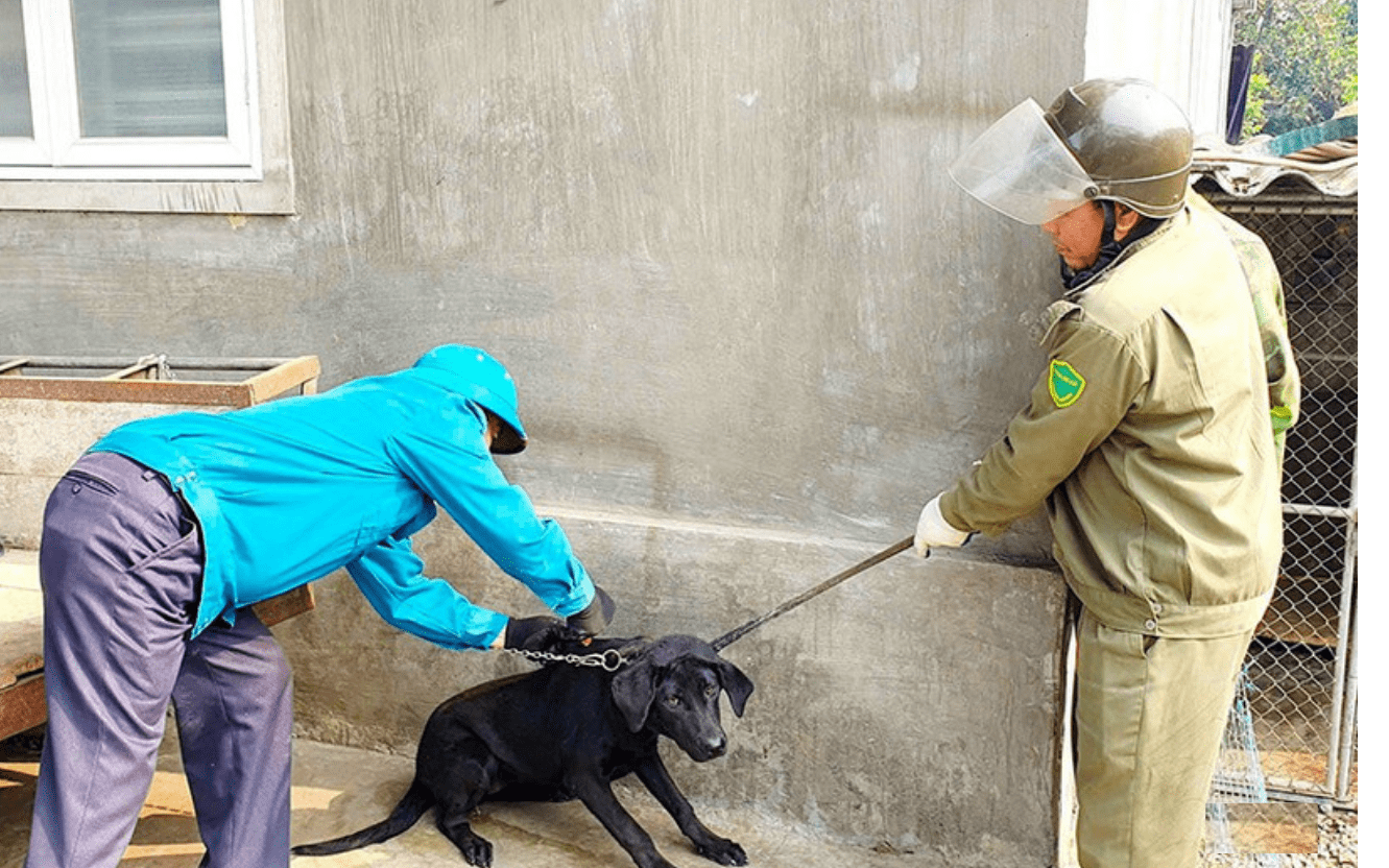 Hà Tĩnh tăng cường phòng chống bệnh dại, cảnh báo từ sự chủ quan