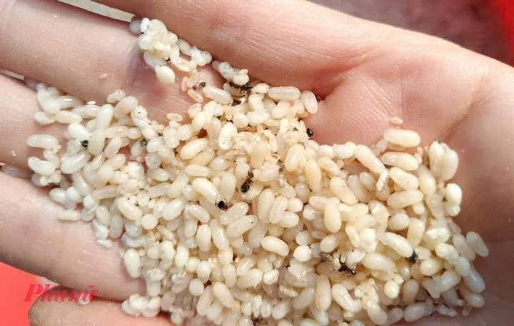 Ăn trứng kiến, người phụ nữ 63 tuổi bị sốc phản vệ- Ảnh 1.