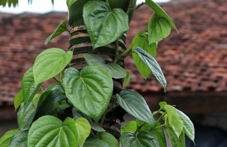 10 loại lá thảo dược hỗ trợ giảm cholesterol máu và bảo vệ động mạch