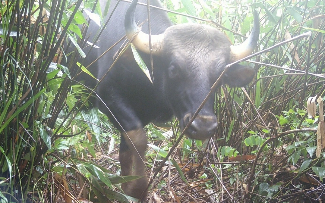 Phạt tiền và bắt phải trồng lại cây bản địa đối với người phá rừng- Ảnh 2.