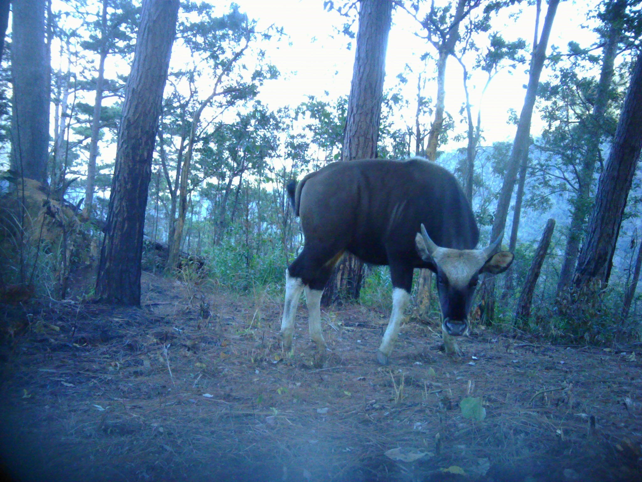 Ngắm các loài động, thực vật quý hiếm tại 2 Vườn Quốc gia ở Khánh Hoà