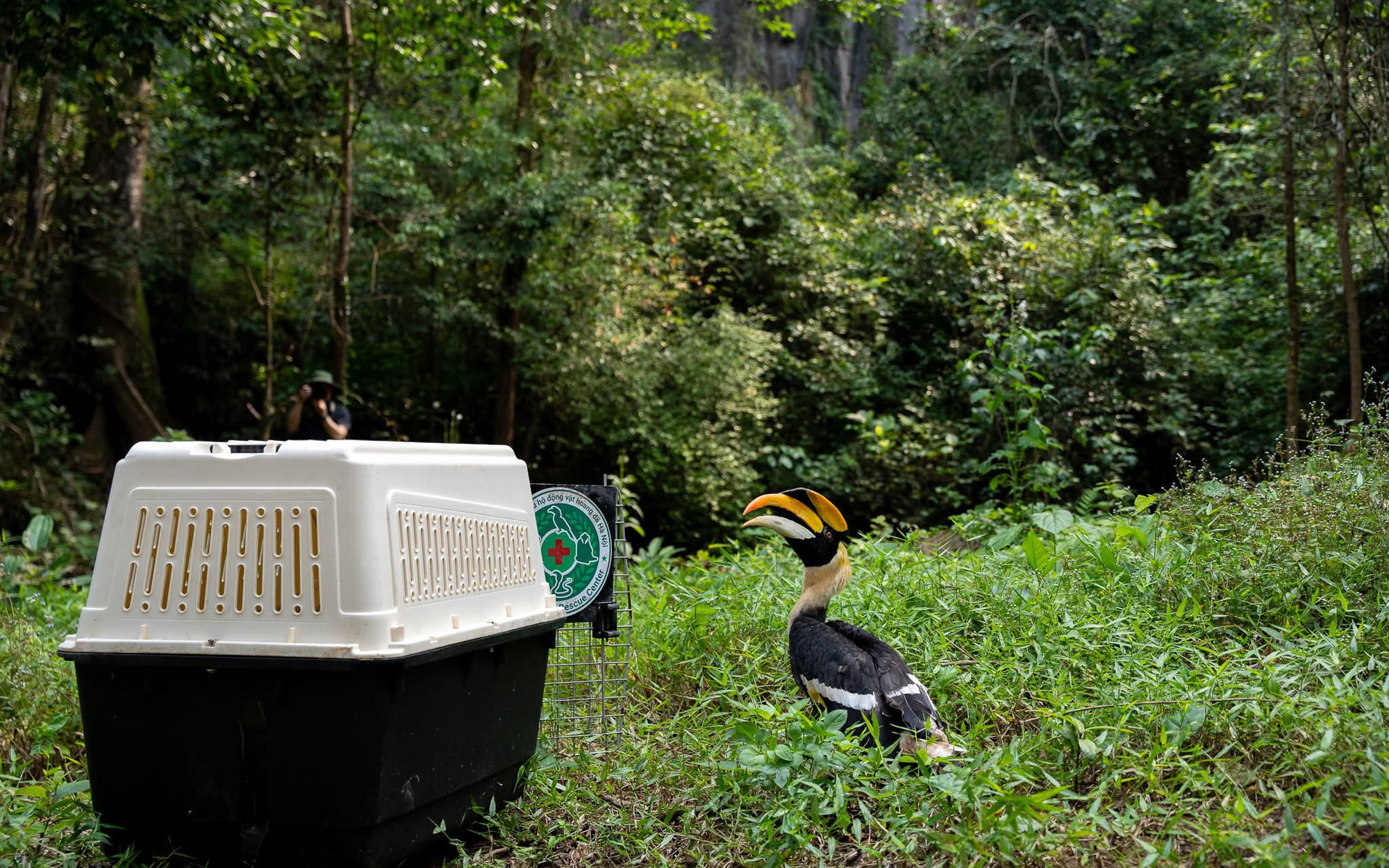 Cây muội hồng đang được săn lùng làm cảnh có gì đặc biệt?- Ảnh 2.