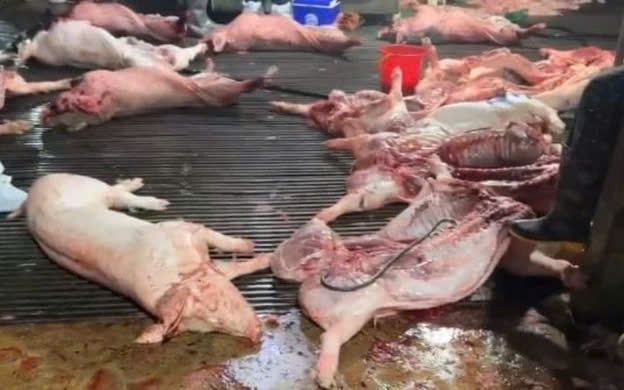 Ba Đình kiểm tra an toàn thực phẩm tại các bếp ăn trường học- Ảnh 1. Hà Nội siết chặt quản lý an toàn thực phẩm tại bếp ăn sau vụ 300 tấn thịt bẩn vào trường học