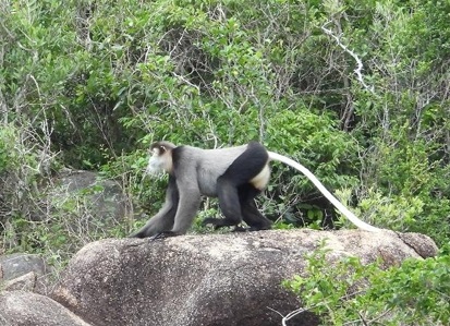 Những 'gia đình' voọc chà vá chân đen quý hiếm sinh sống tại Khánh Hòa- Ảnh 2.
