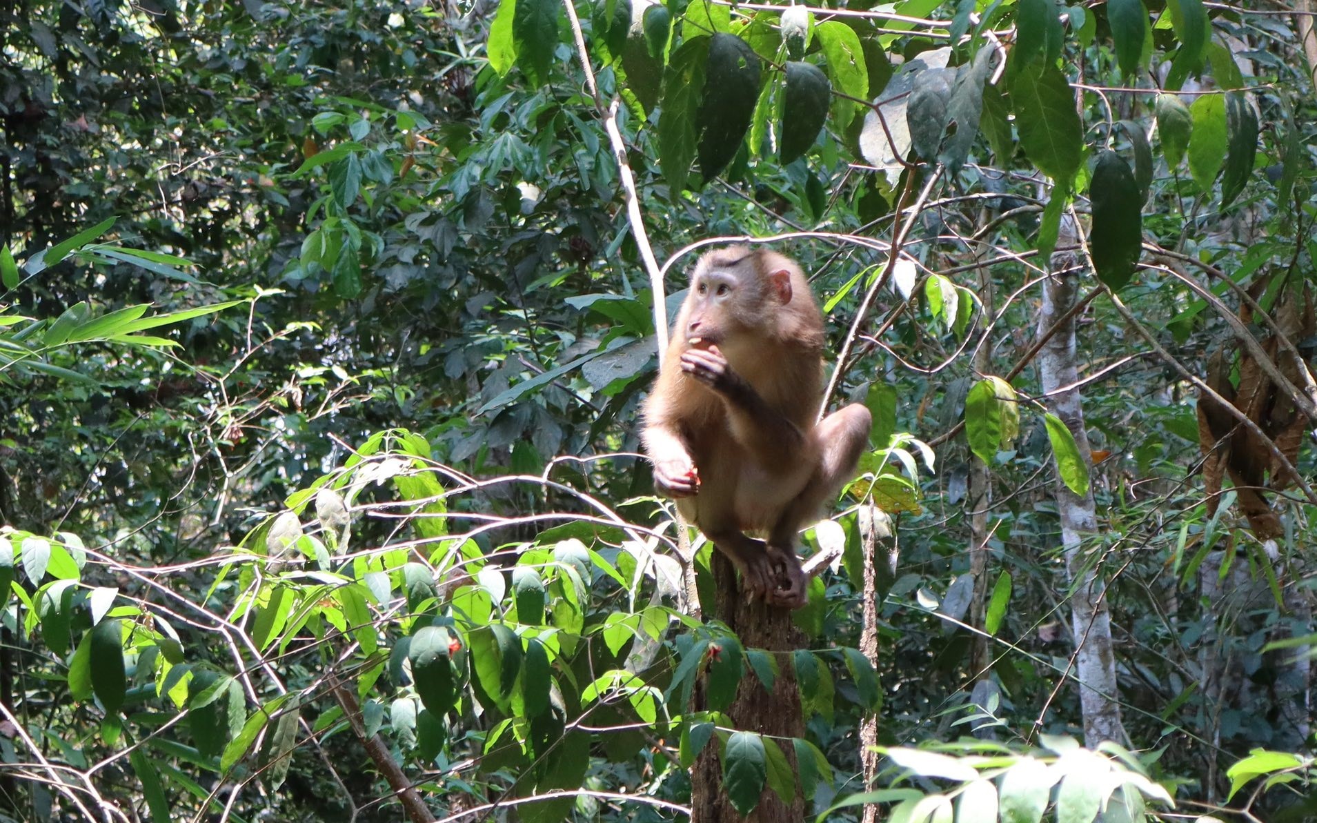 Gần 50 động vật quý hiếm hồi sinh giữa đại ngàn xứ Thanh- Ảnh 4.