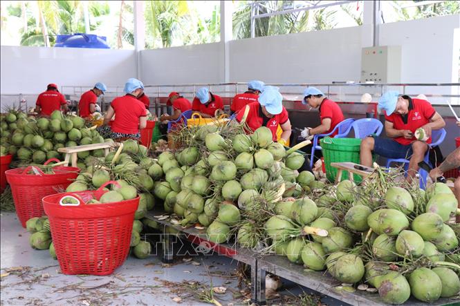 Giá dừa tươi vào mùa nắng nóng tăng gấp 3 lần- Ảnh 1.