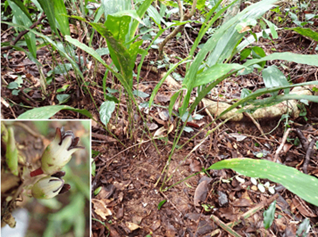 Hai loài thực vật mới phát hiện ở Quảng Trị có đặc điểm gì?- Ảnh 2.