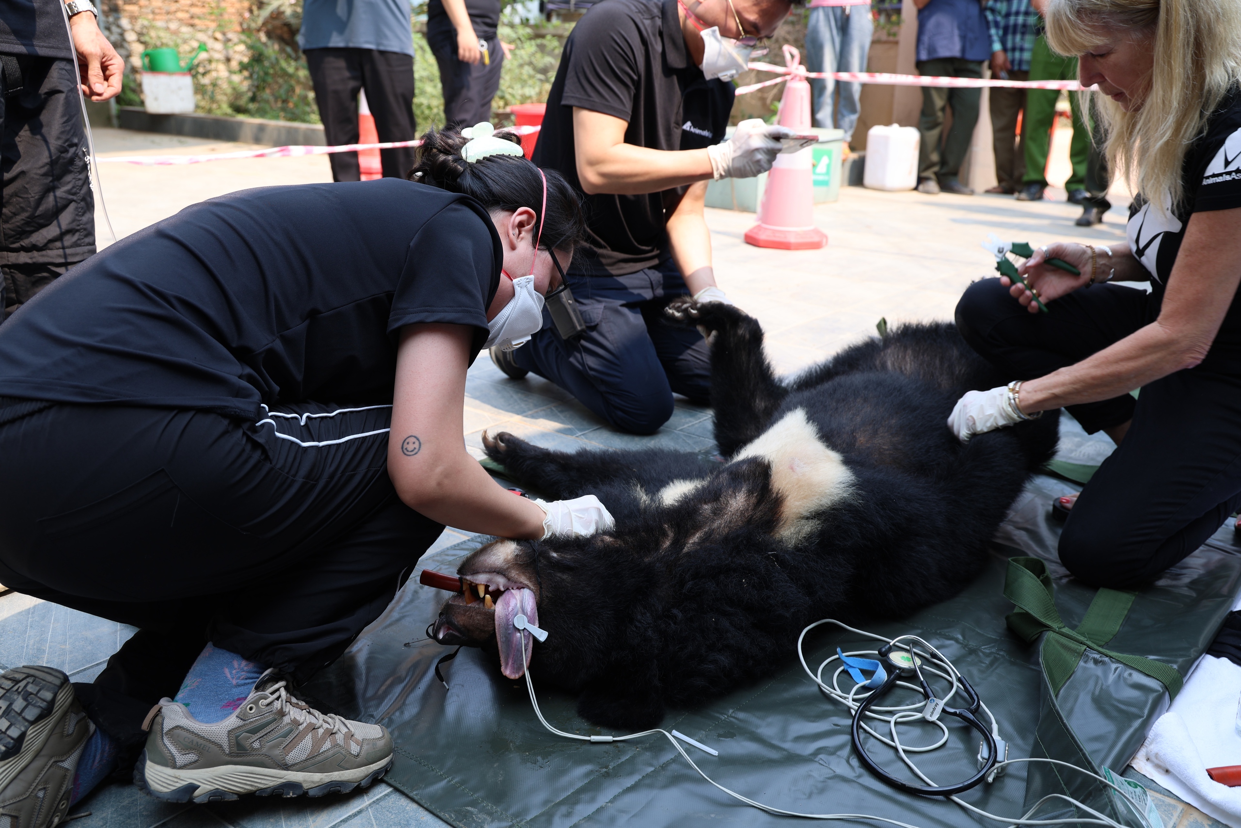 Giải cứu 2 cá thể gấu bị nuôi nhốt nhiều năm về 'nhà mới' ở Bạch Mã- Ảnh 5.