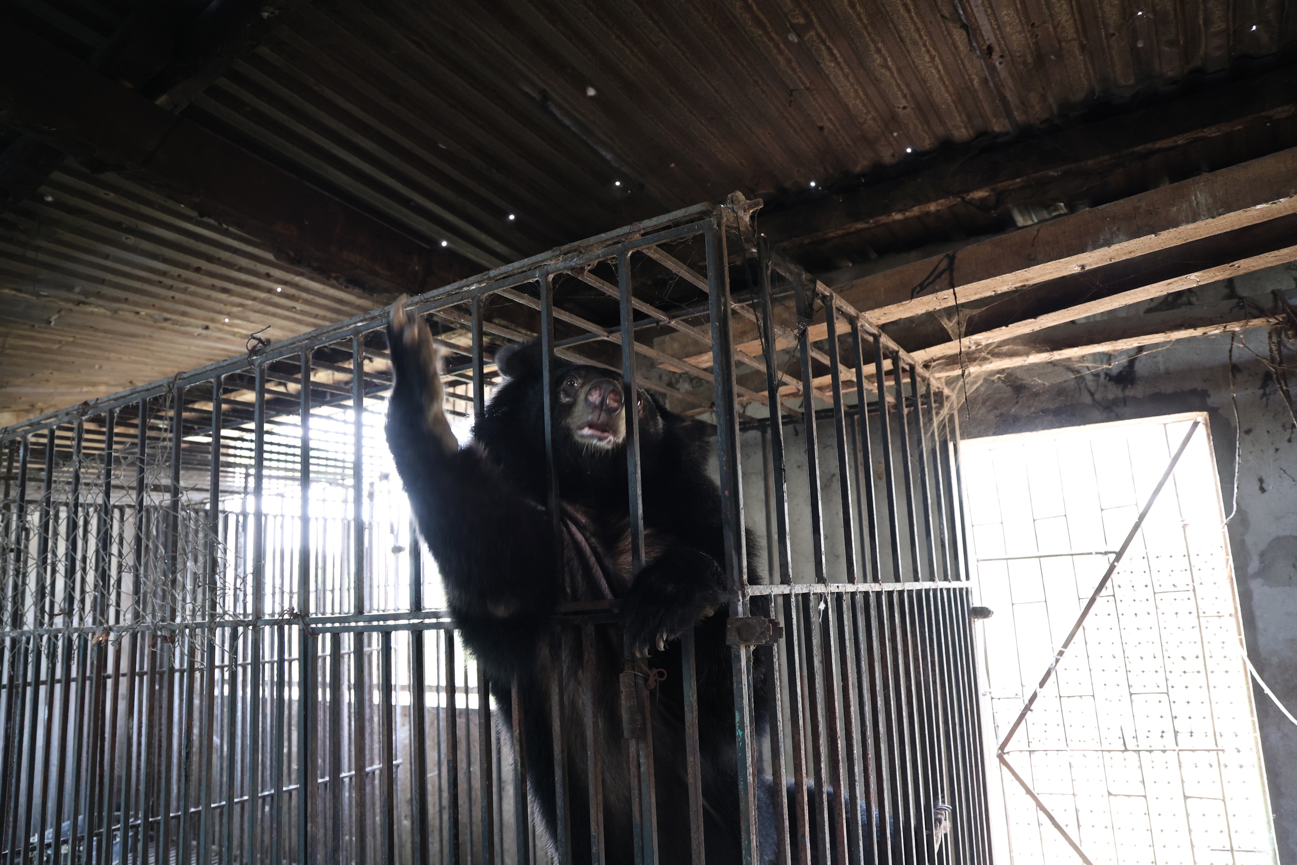 Giải cứu 2 cá thể gấu bị nuôi nhốt nhiều năm về 'nhà mới' ở Bạch Mã- Ảnh 2.