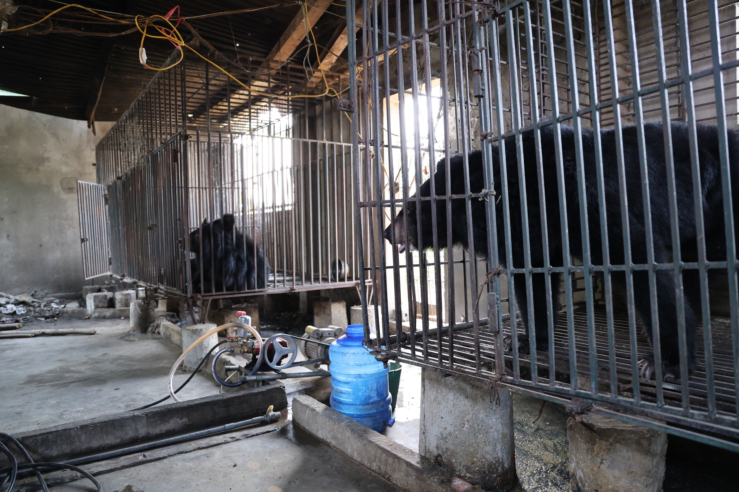 Giải cứu 2 cá thể gấu bị nuôi nhốt nhiều năm về 'nhà mới' ở Bạch Mã- Ảnh 3.