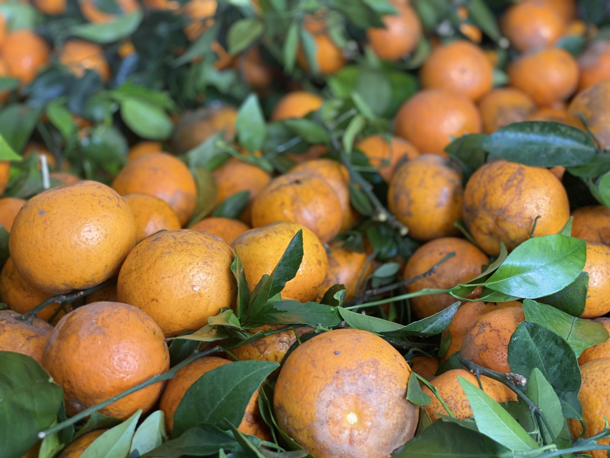 Quýt sim cuối vụ ngọt lịm, vỏ mỏng dính, giá rẻ, tiểu thương nhập hàng liên tục bán không nghỉ tay- Ảnh 3.