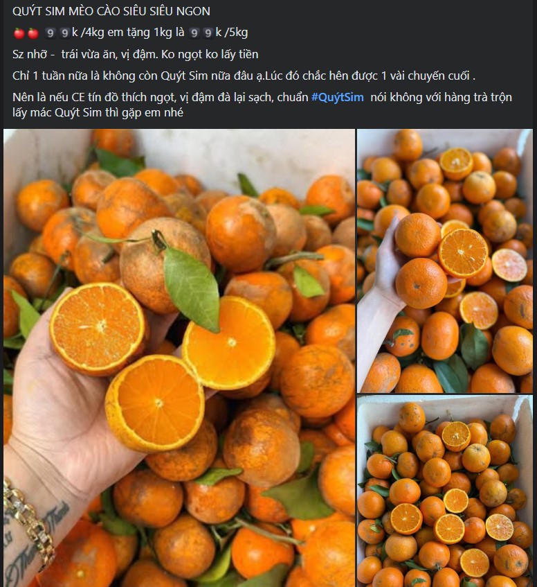 Quýt sim cuối vụ ngọt lịm, vỏ mỏng dính, giá rẻ, tiểu thương nhập hàng liên tục bán không nghỉ tay- Ảnh 4.