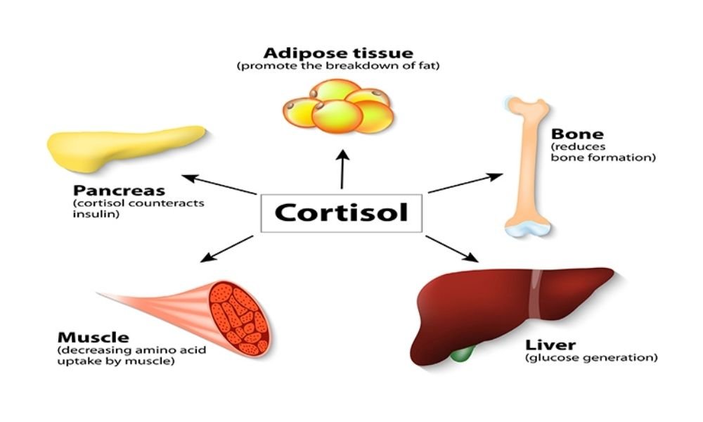 Sống 'an yên’: Cách hỗ trợ kiểm soát cortisol và bảo vệ sức khỏe- Ảnh 2.