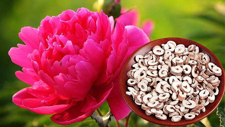 Mẫu đơn bì, vị thuốc điều hòa kinh nguyệt, giảm đau bụng kinh- Ảnh 1.