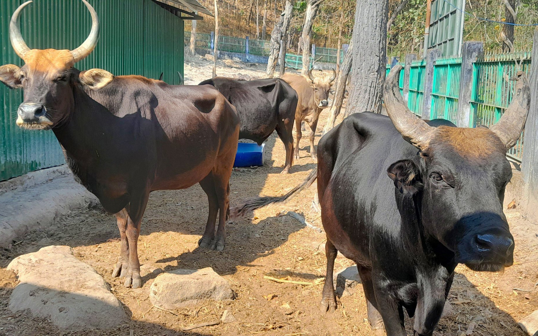 Đàn động vật quý hiếm tại Khánh Hòa "tắc" ở khâu sinh sản