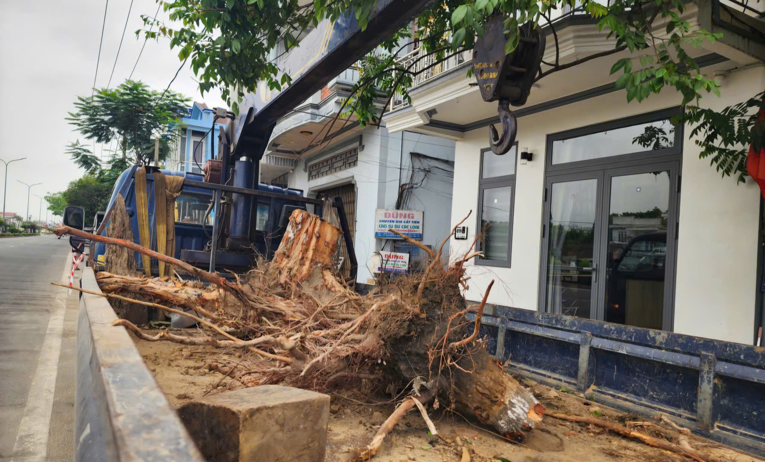 Nguyên nhân hàng chục cây xanh ở Huế bị cưa hạ giữa mùa nắng nóng- Ảnh 3.