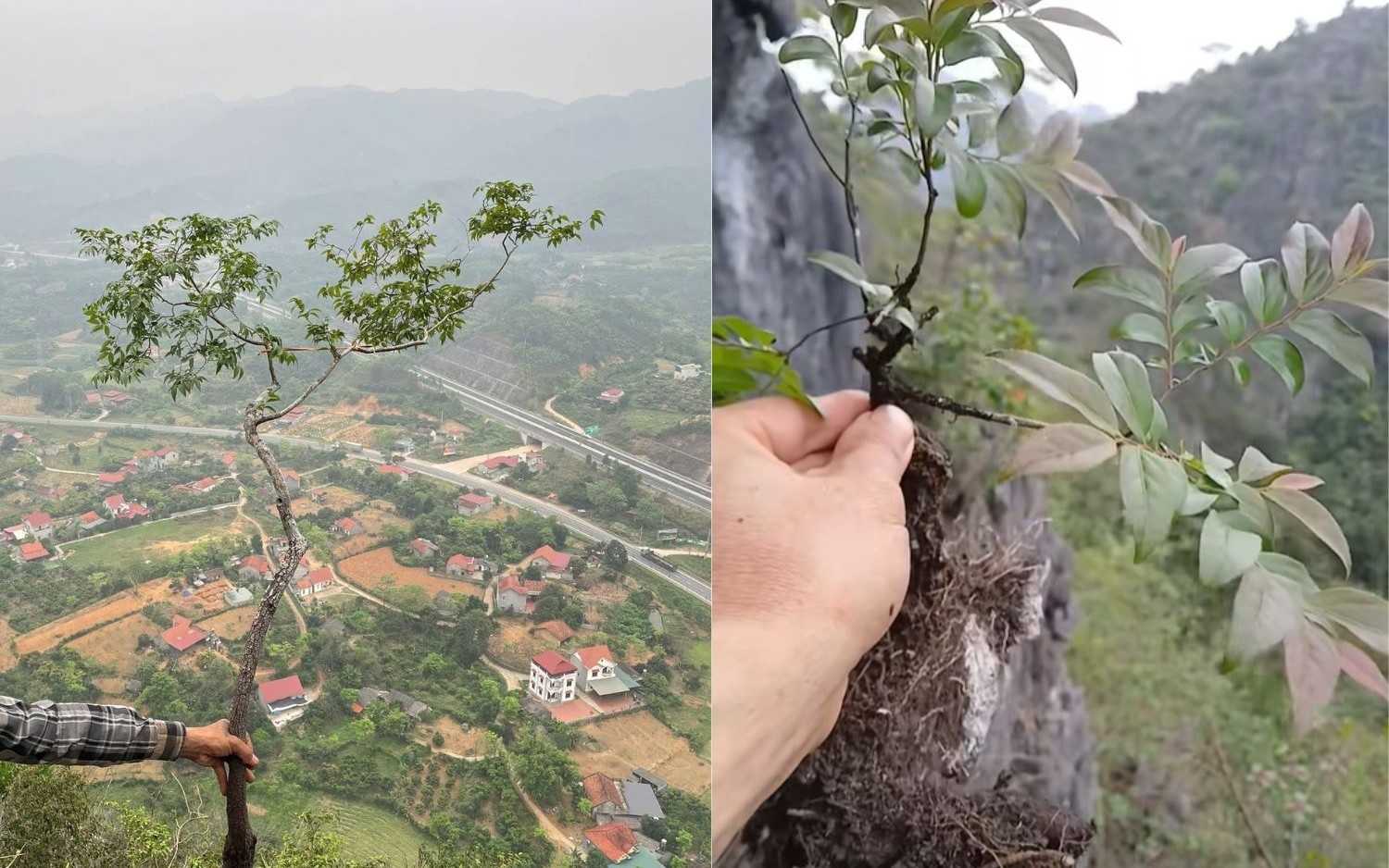 Cây muội hồng đang được săn lùng làm cảnh có gì đặc biệt?