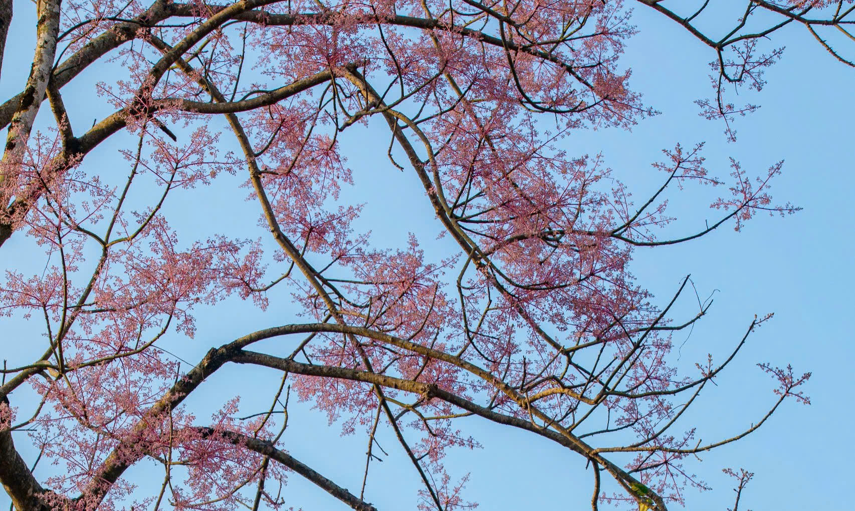 Lạc bước giữa sắc hoa ngô đồng nơi Hoàng cung Huế- Ảnh 10.