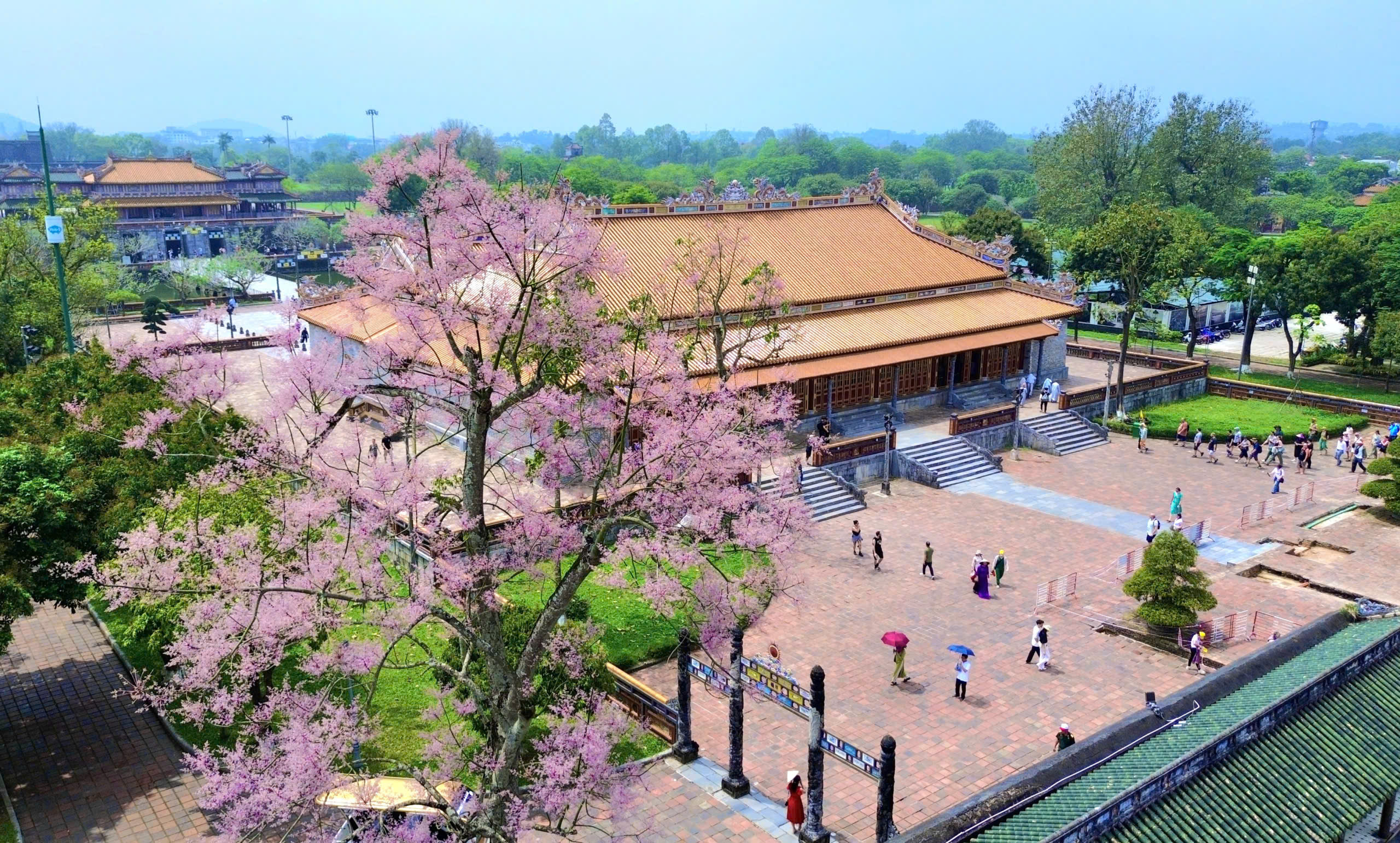 Lạc bước giữa sắc hoa ngô đồng nơi Hoàng cung Huế- Ảnh 1.