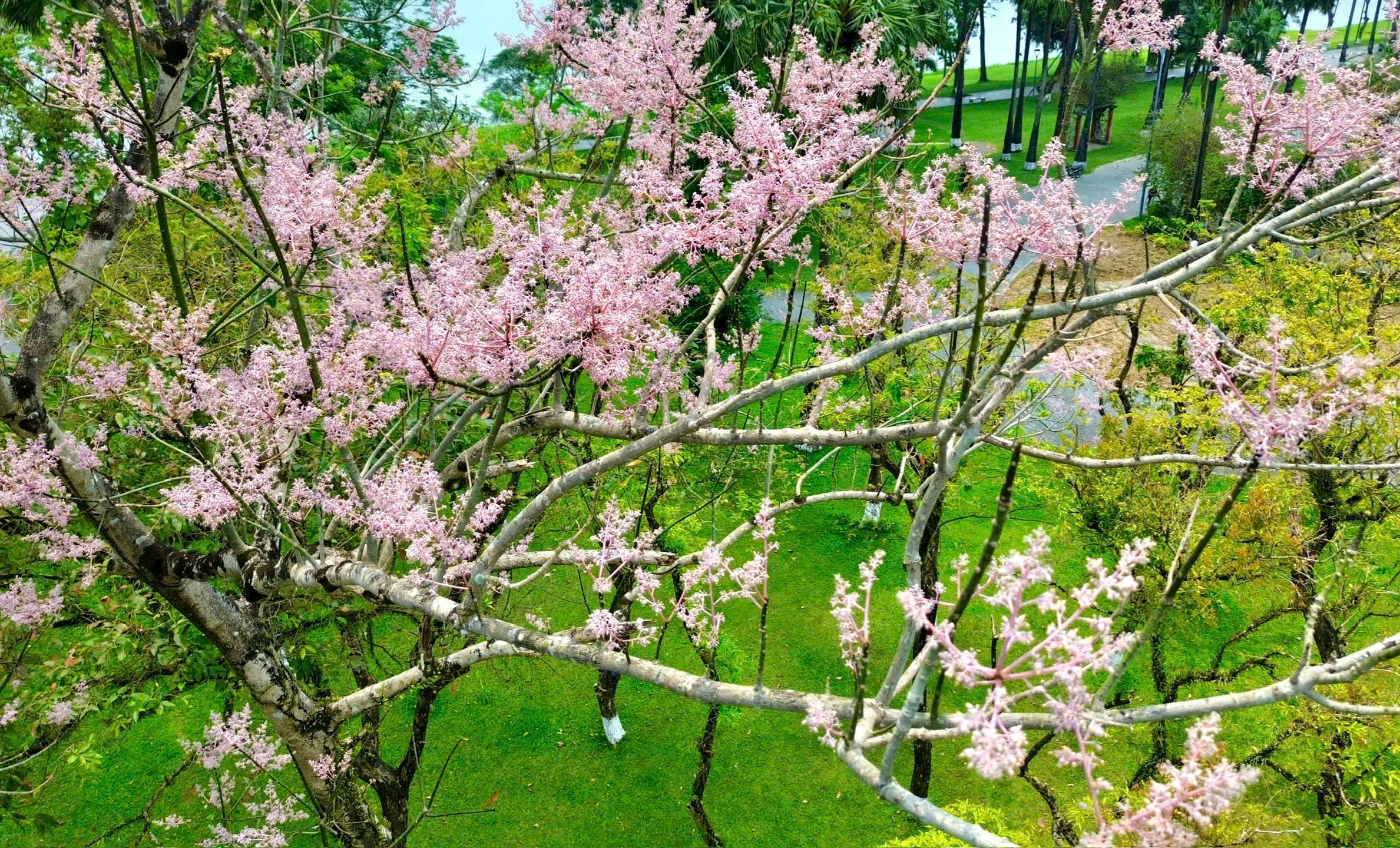 Lạc bước giữa sắc hoa ngô đồng nơi Hoàng cung Huế- Ảnh 9.