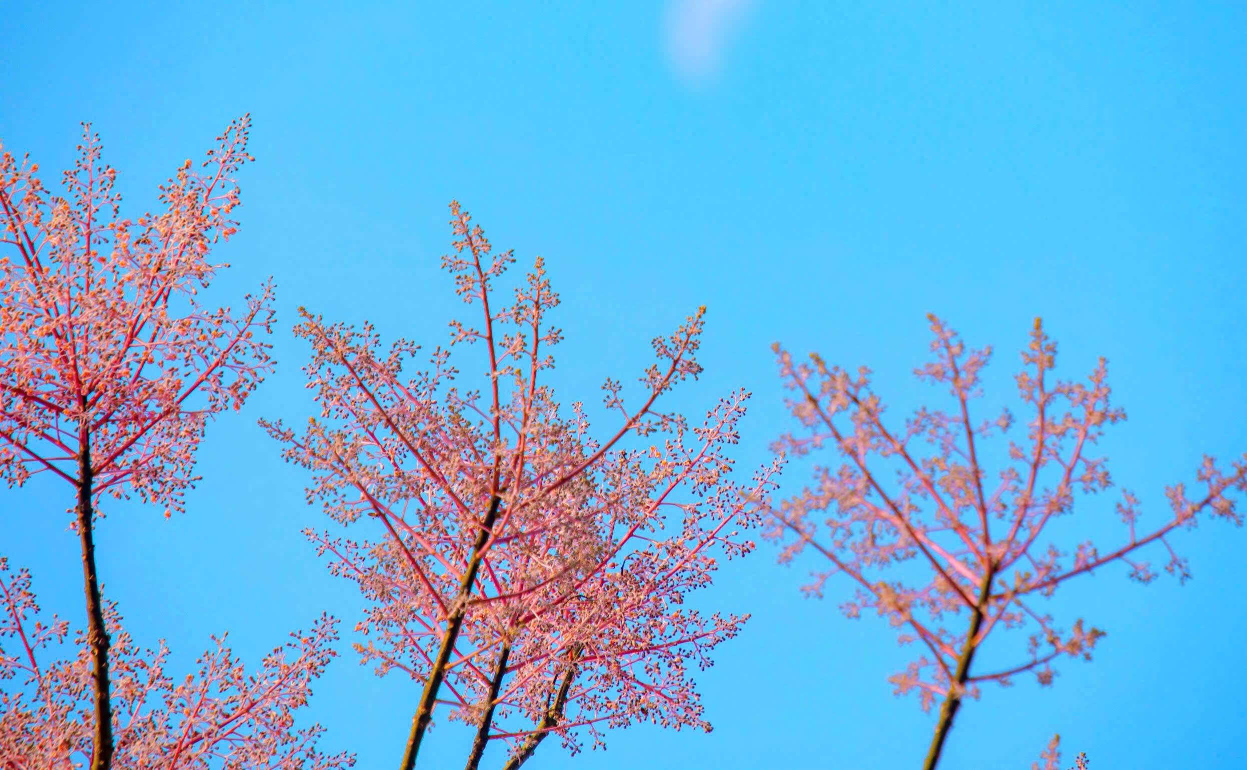 Lạc bước giữa sắc hoa ngô đồng nơi Hoàng cung Huế- Ảnh 4.