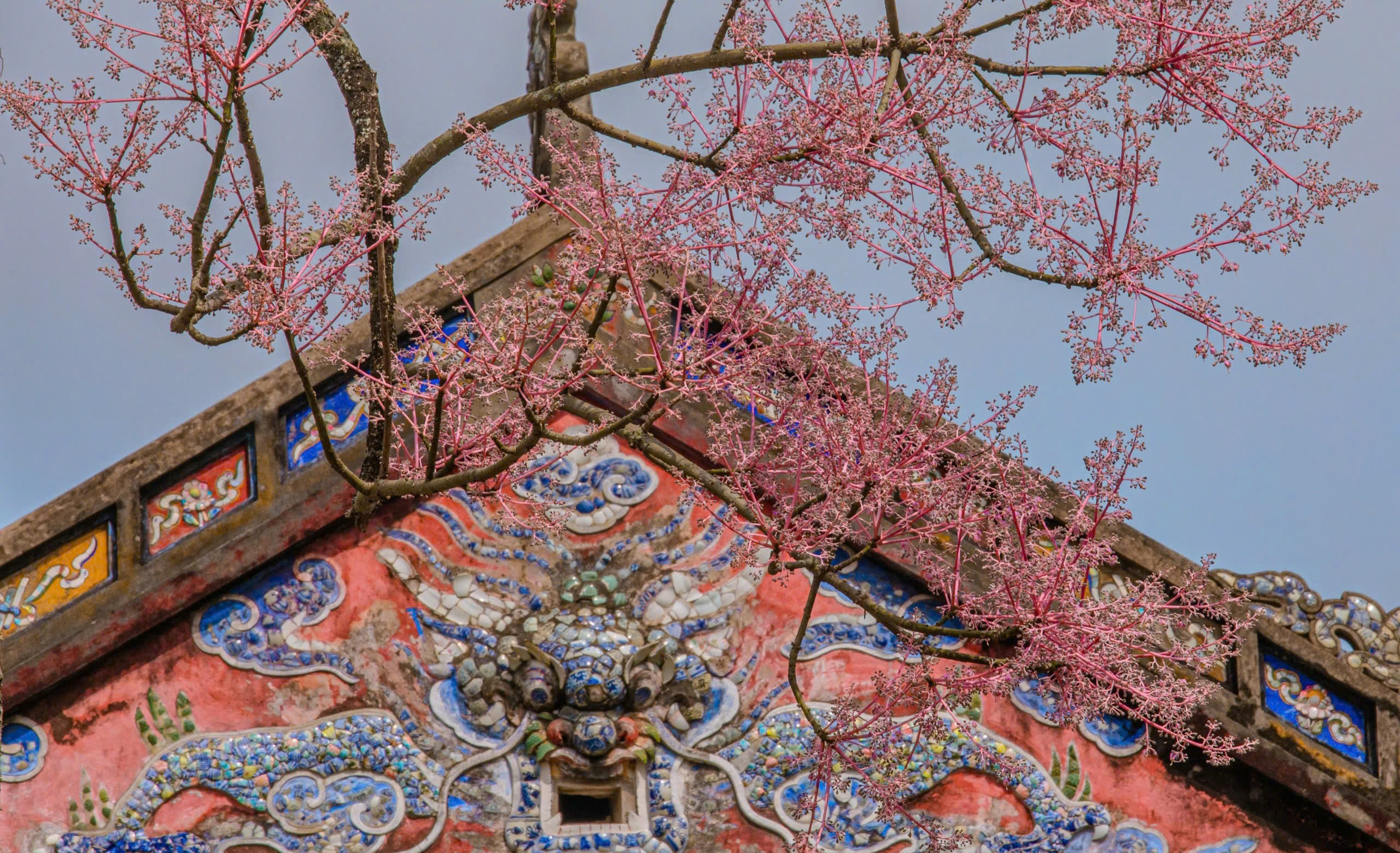 Lạc bước giữa sắc hoa ngô đồng nơi Hoàng cung Huế- Ảnh 5.