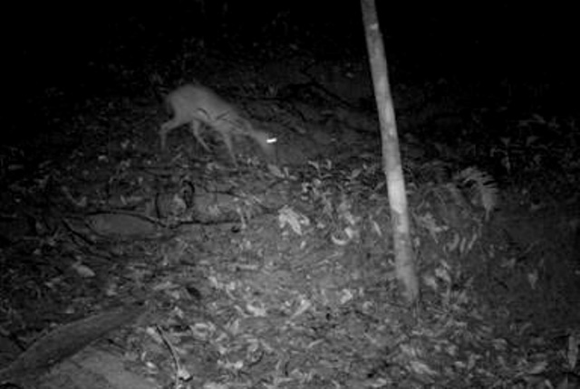 Loài động vật quý hiếm tưởng đã tuyệt chủng gần 100 năm bất ngờ xuất hiện- Ảnh 2.