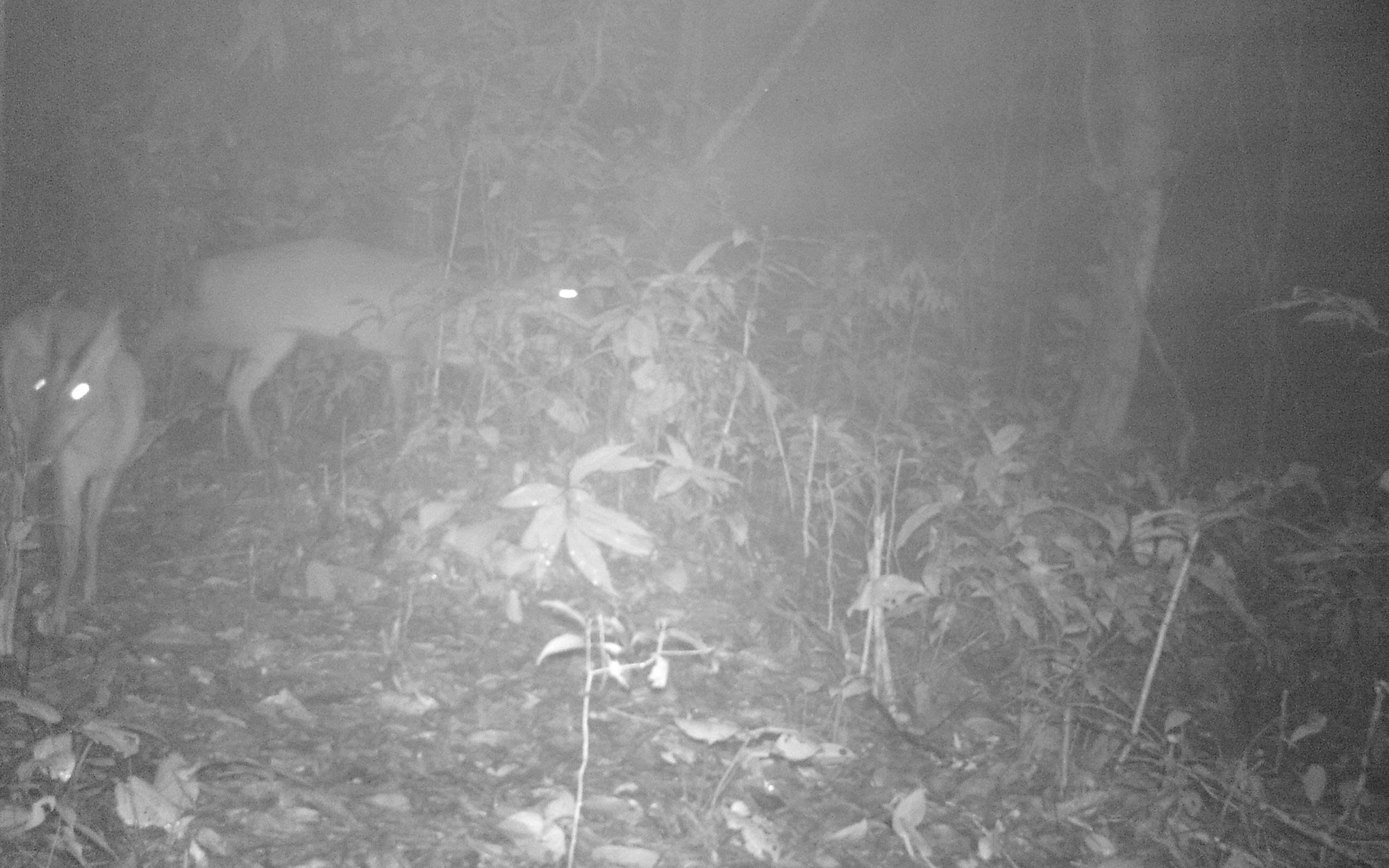 Khoảnh khắc hiếm: Nai rừng vỗ nước giữa suối ở Pù Mát- Ảnh 2.